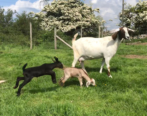 New Mum