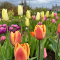 Tulips in Orange across the garden