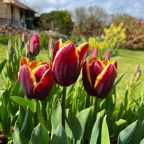 Tulips in Sarah's Garden in red