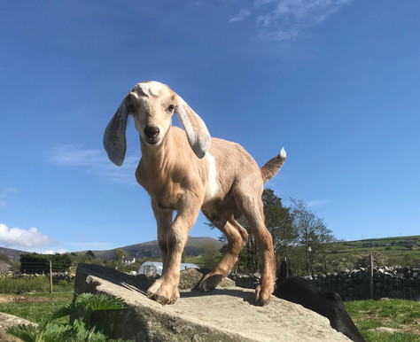 Our newest Kid