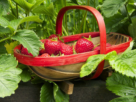 Finding Paradise, A Taste Sensation