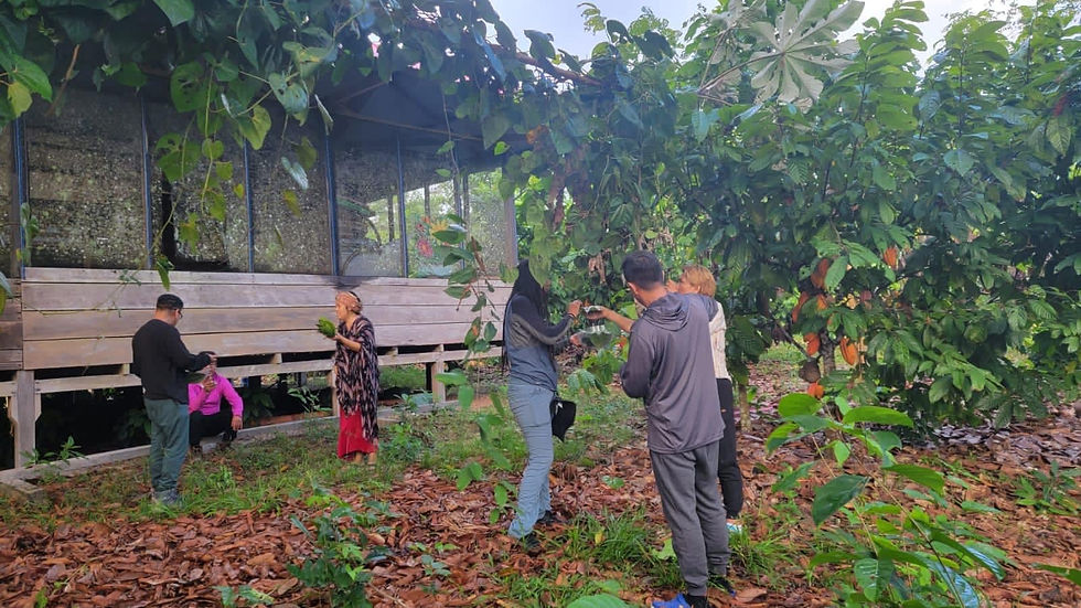 Recolección Plantas