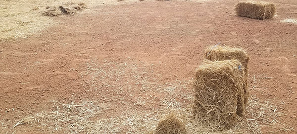 Grass installion-Sod installation-Grading landscaping-landscaping service_edited.jpg
