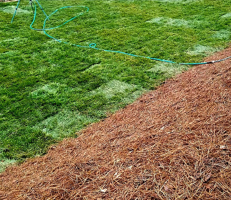 Landscaping Sod Installation.jpg