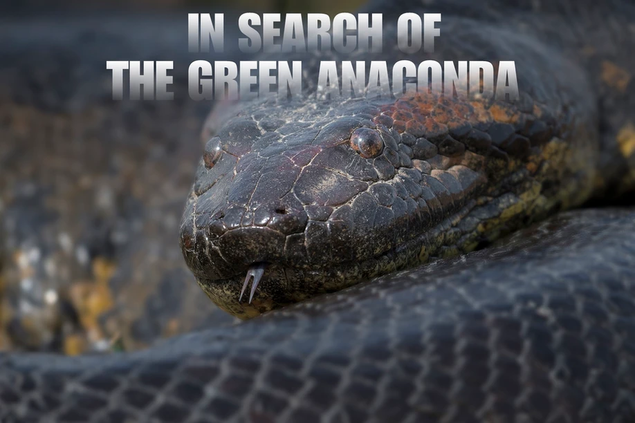 Puskar Basu Giant Anaconda In Search Of The Green Anaconda