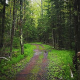 No envy here. #green #northwoods #spring