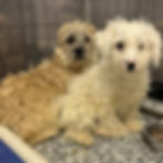Scooter and Rupert.jpg