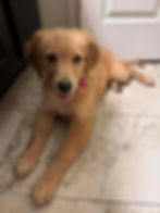 Hallie (1).jpg