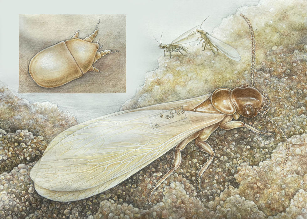 Roztoc+termit_rek.-(foto)_2_FINAL