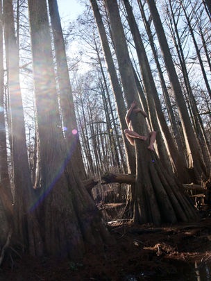 Nude Figure Hugging Swamp Tree During Golden Hour