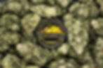 Sitka+Alaska+Cannabis+Weed+Marijuana.jpeg