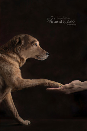 A brown dog gently places its paw into a person’s hand, symbolizing trust and companionship, against a dark studio background.