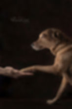 Tan colored small dog extending paw to a human hand against a deep brown background. Visible text: "Pictured by GMG Photography." The scene is calm and tender.