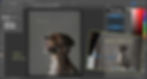 Screenshot of before and after editing photos of a fluffy grey brown dog headshot on grey background in a photoshop interface. “Pictured by GMG” logo overlays the dog portrait.