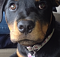 cute dog