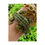 Thumbnail: Kenneth Jay Lane Green Pave Crystal Alligator Bracelet