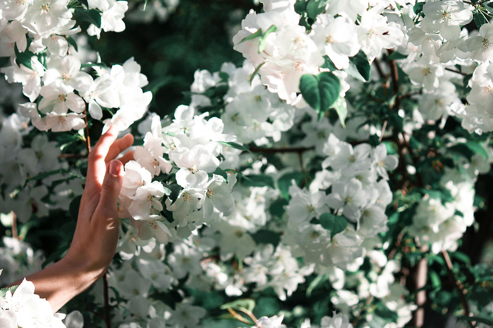 Una mano que toca flores blancas representa la sensibilidad, la presencia y la neurobiología del tacto.