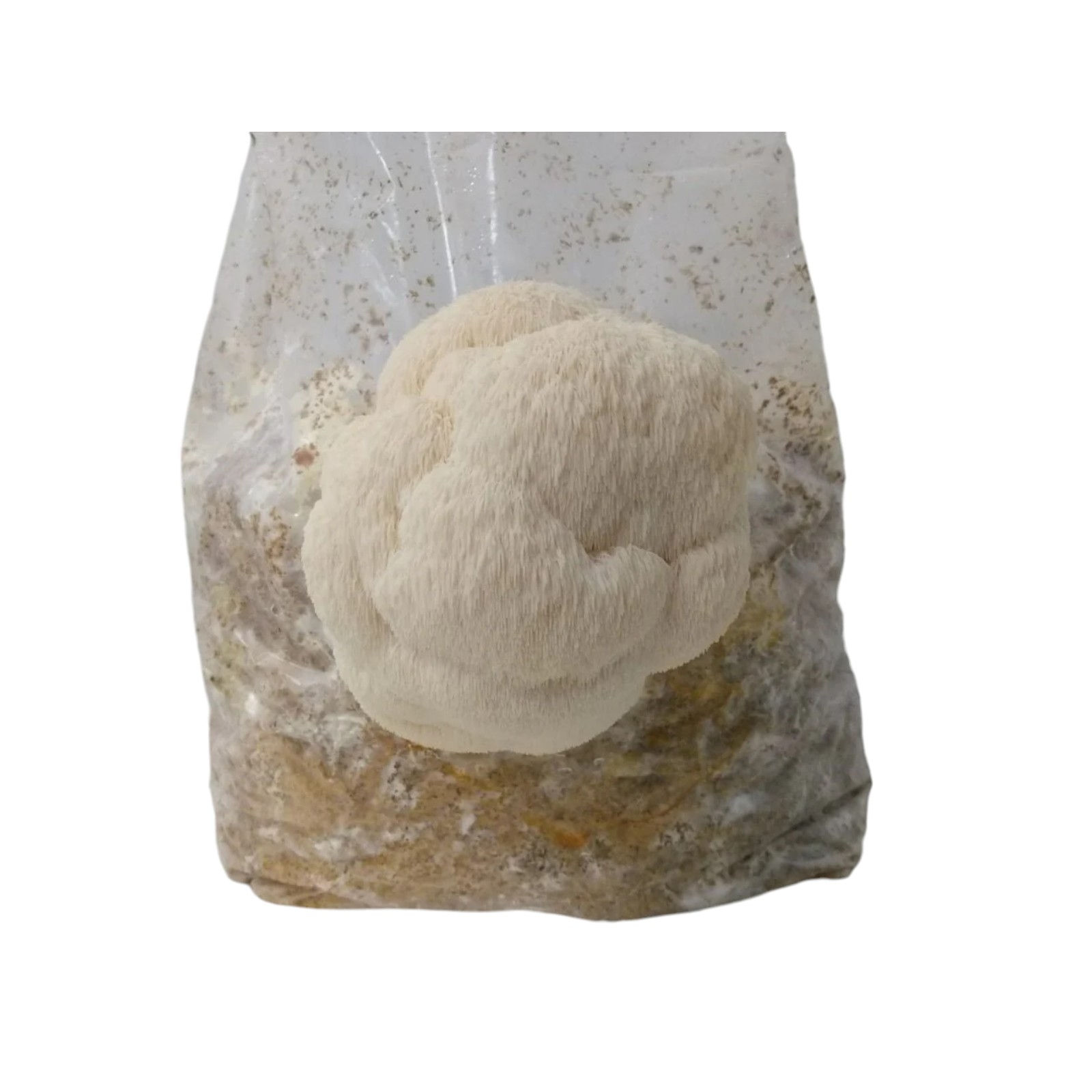 Aslan Yelesi Hericium erinaceus mantar kompost