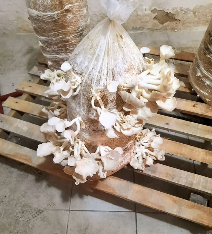 Küçük resim: 7.5 kg istiridye mantar tohumu
