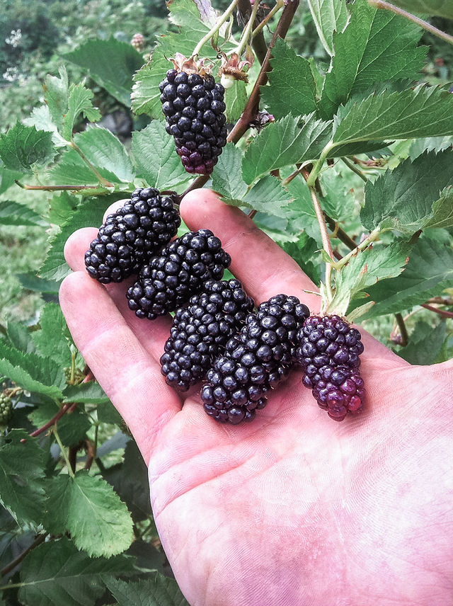 BERRIES | Berryfarm