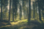 pexels-jakkel-418831.jpg