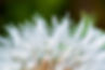 lion-teeth.jpg