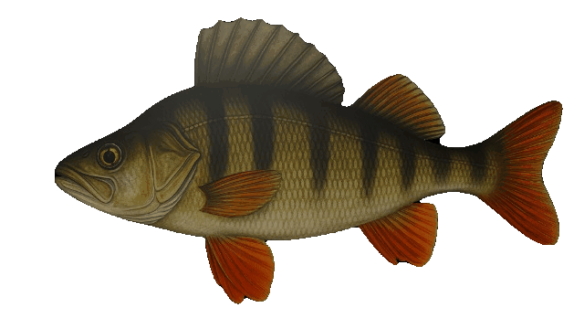 0001-0067-unscreen (1).gif