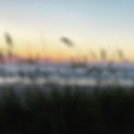 Ocean Sunrise w Grasses.JPG