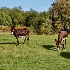 Tina and the Lads: A Short Story