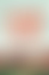 Frank and Red by Matt Coyne