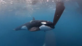 Orcas are Continuing to Attack Boats - Now Disrupting Racing Yachts in Spain