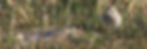 The Ipswitch Sparrow / Photo - Parks Canada