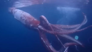 The Kraken is Real - And It's Not Staying in the Deep