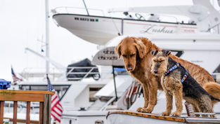 Boating With Your Dog- 7 Tips for a Four-Legged First Mate 
