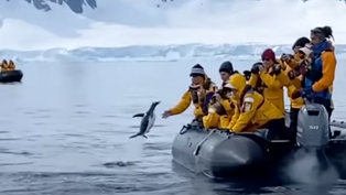 When Boating & Nature Overlap - Penguin Hops Onboard to Avoid Orcas