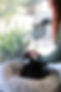 Peanut Reiki bed.JPG