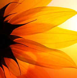 Sessions at The Inner Realms