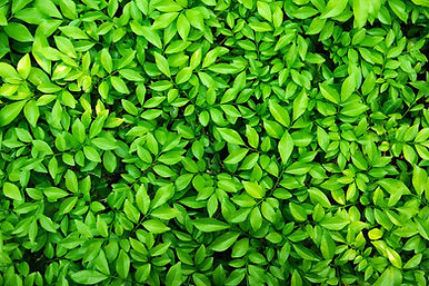 green leaf.jpg