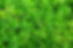 green leaf.jpg
