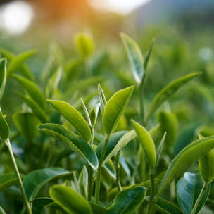 Green Tea Leaves: A Natural Boost for Health