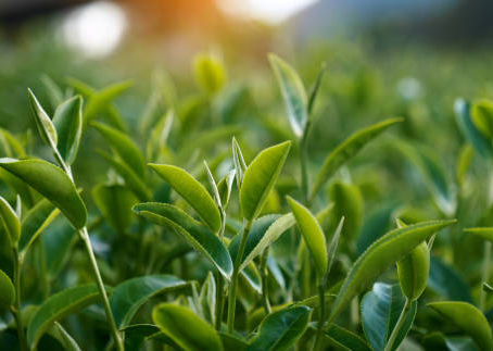 Green Tea Leaves: A Natural Boost for Health