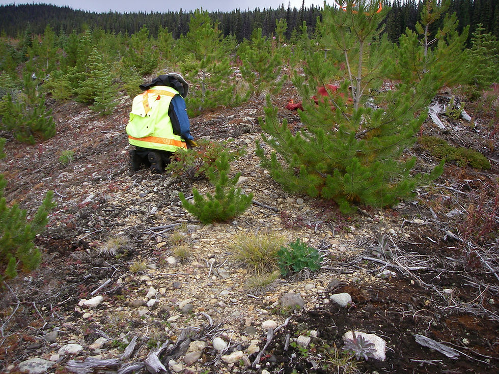 Sampler in rain jacket and yellow Vizivest collecting a surface soil sample in the pine flats on BC's Central Interior.