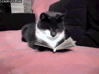 GIF of black and white cat reading a book