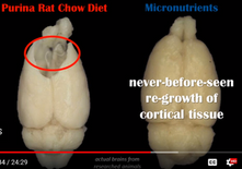 The little known rat study that changed our families life!