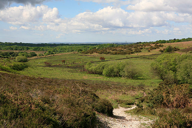 Image of The New Forest
