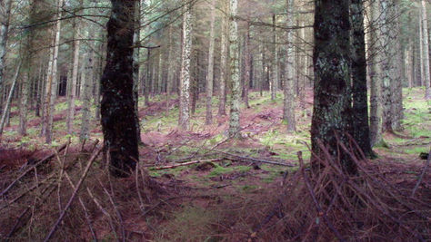 The forest with secret waterfalls and an eerie lodge named the UK’s best for walks