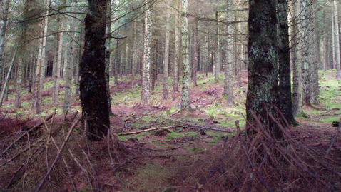 The forest with secret waterfalls and an eerie lodge named the UK’s best for walks