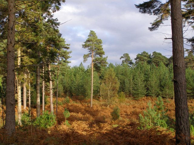 Image of The New Forest