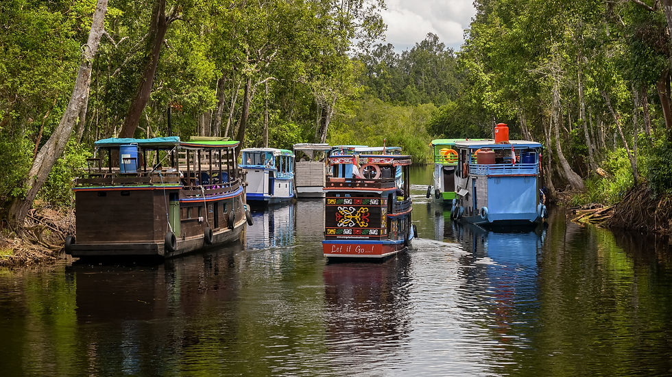 Image of Tanjung Puting National Park, Borneo