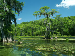 This hidden swamp in Florida continues to confuse experts